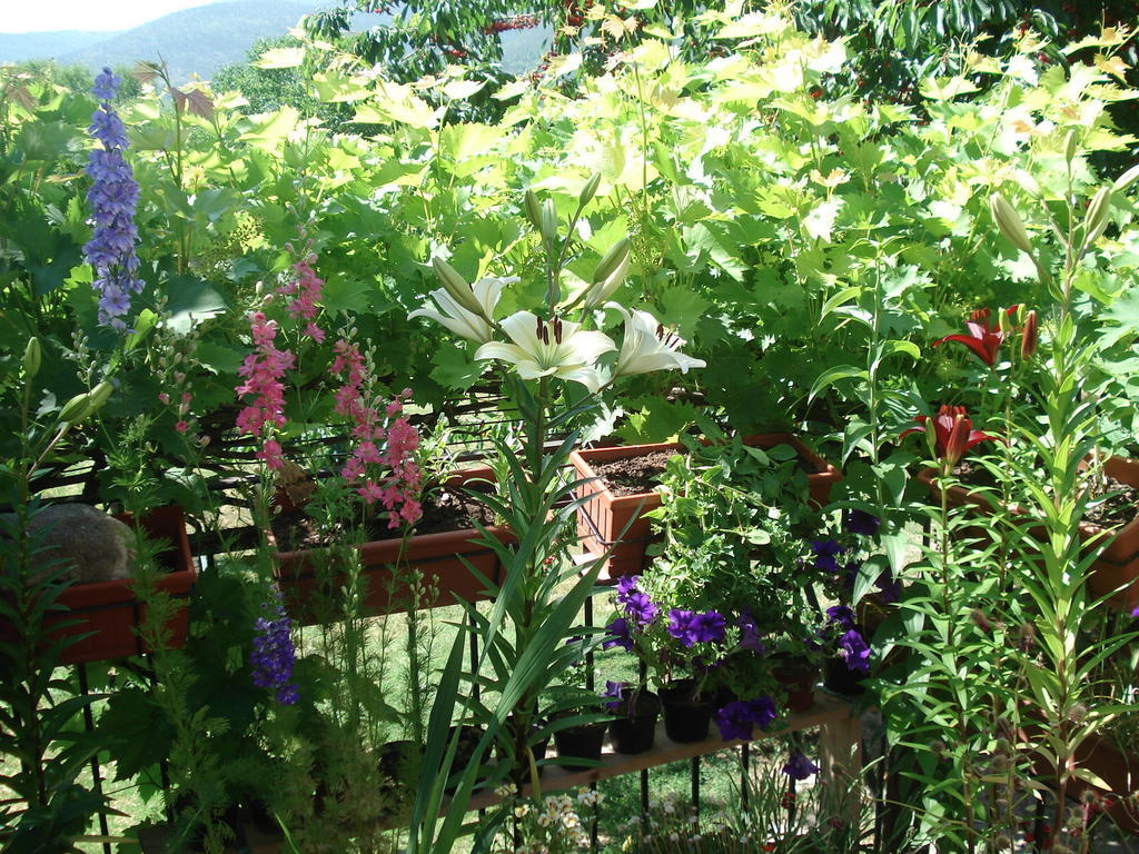 Abruzzo Segreto Bed & Breakfast Navelli Exterior photo